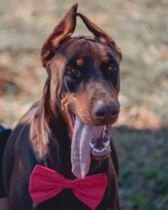 Doberman-Pinscher-dog-breeds-banned-in-india