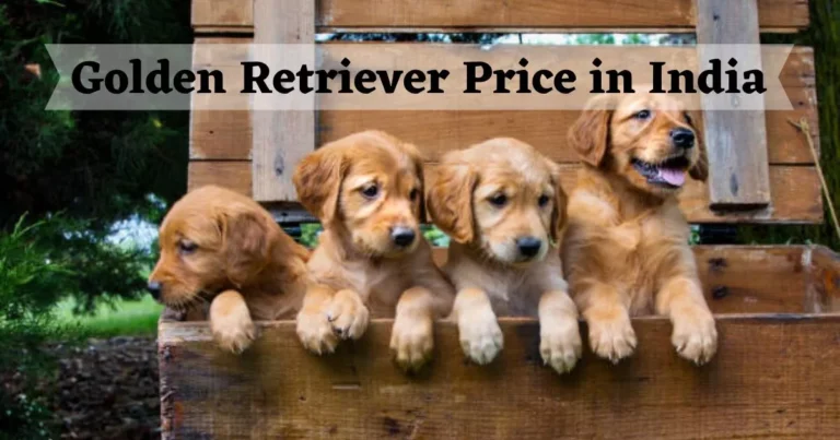 Golden Retriever Dog Price in India