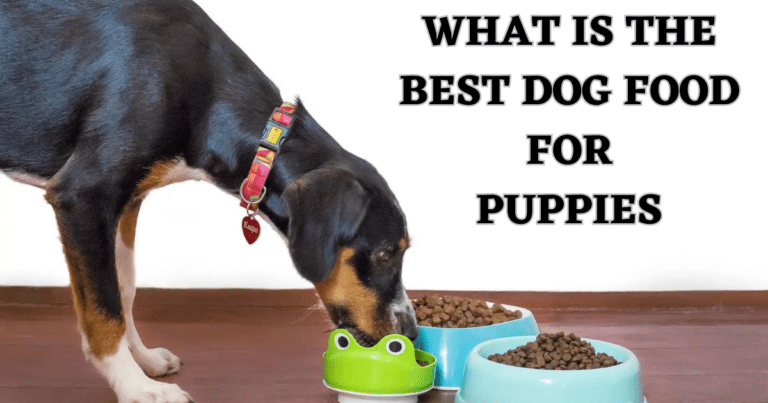 What-is-the-Best-Dog-Food-for-Puppies