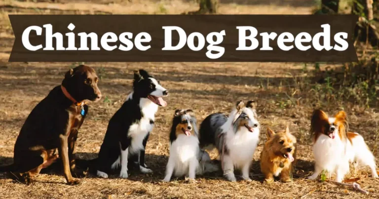 Chinese Dog Breeds