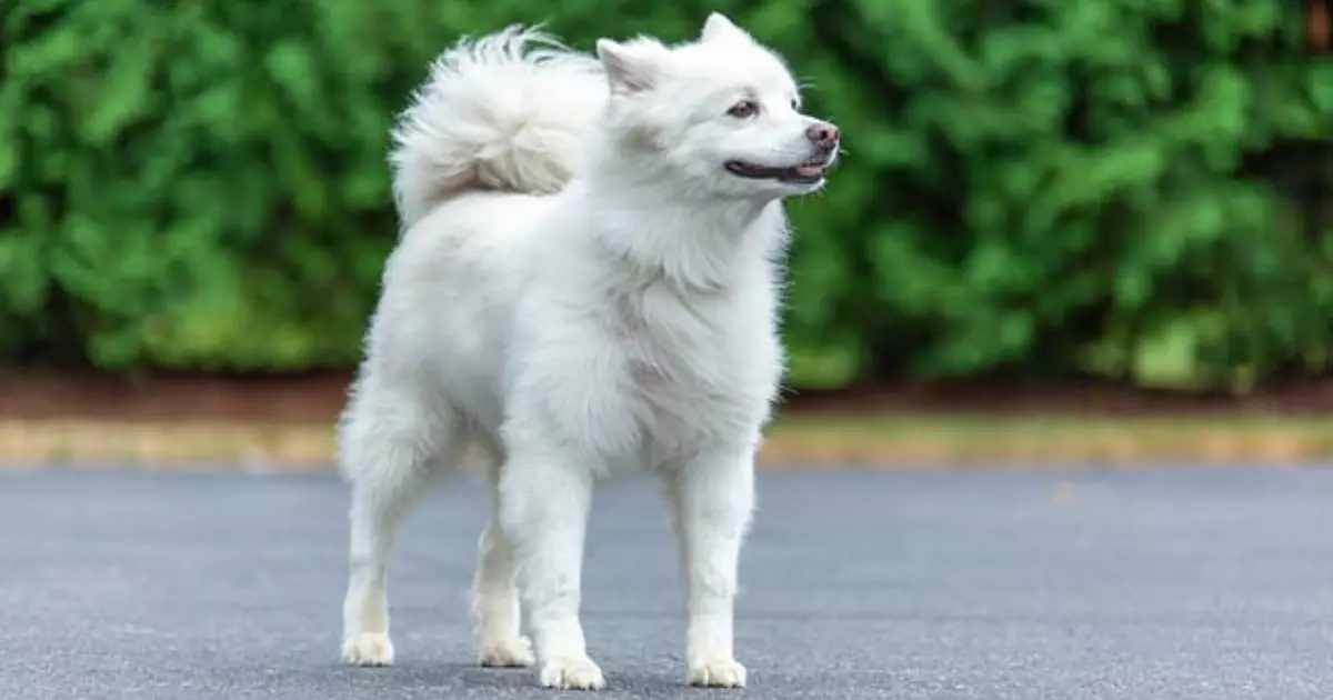 American Eskimo Big White Fluffy Dog Breeds