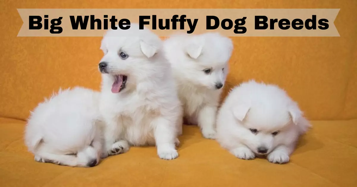 Big White Fluffy Dog Breeds