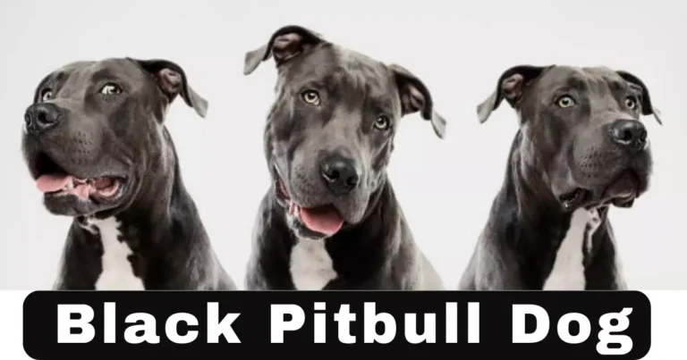 Black Pitbull Dog