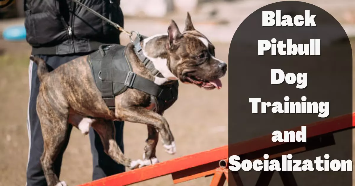 Black Pitbull Dog Training and Socialization
