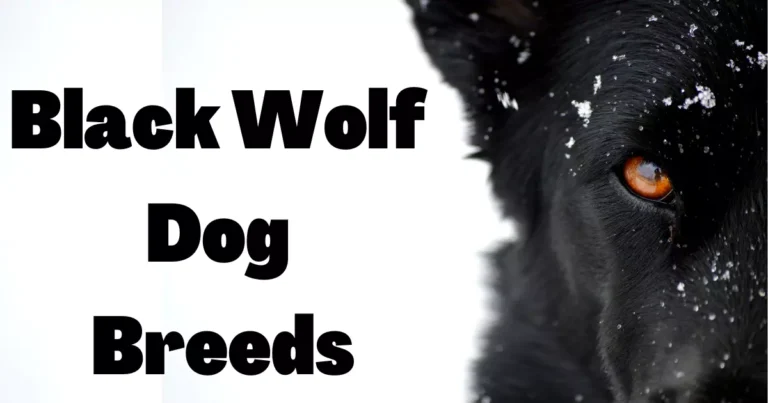 Black Wolf Dog Breeds