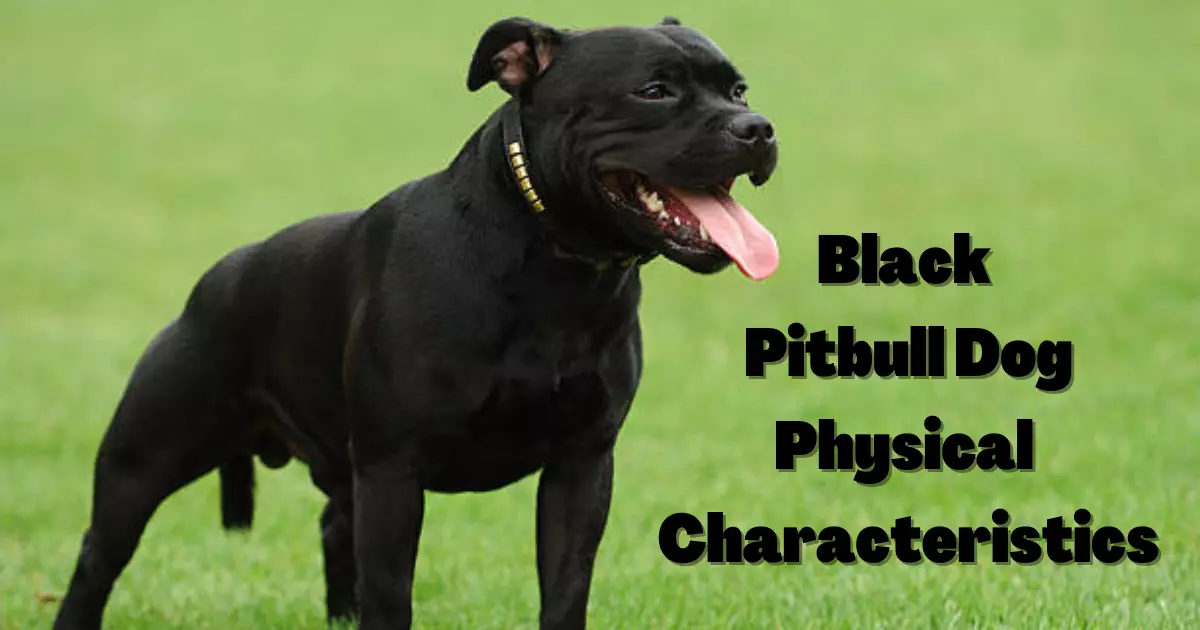 Black Pitbull dog Physical Characteristics