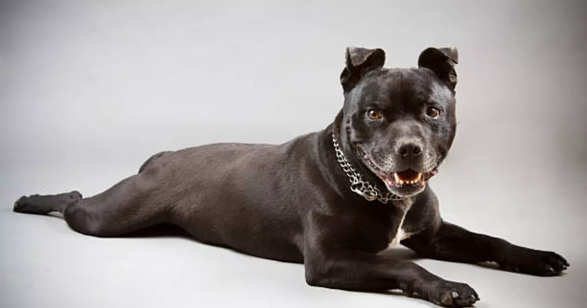 Black Pitbull dog Temperament and Personality