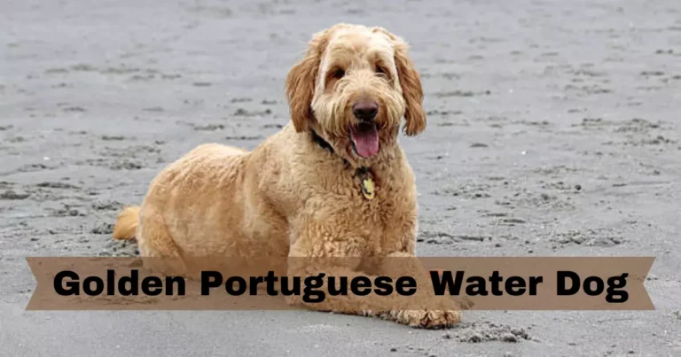 Golden-Portuguese-Water-Dog