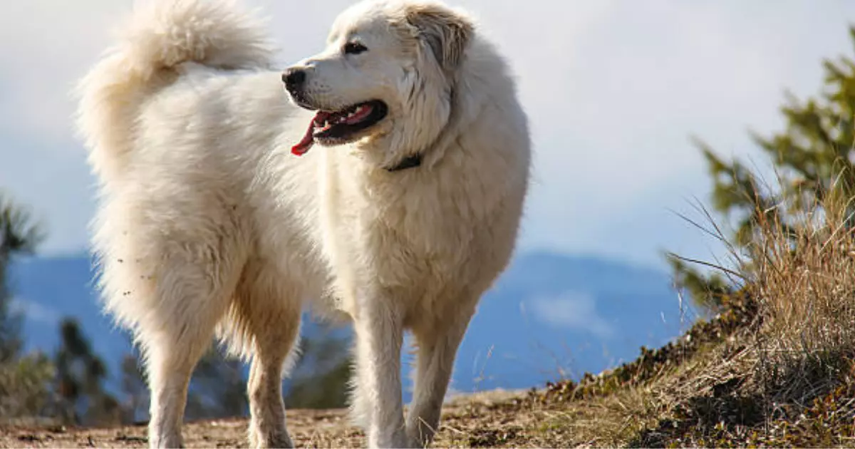 Great Pyrenees Big White Fluffy Dog Breeds