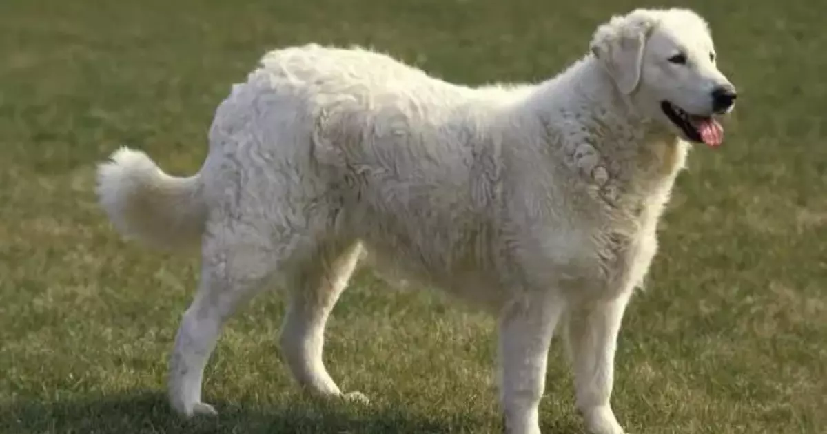Kuvasz White Fluffy Dog Breeds