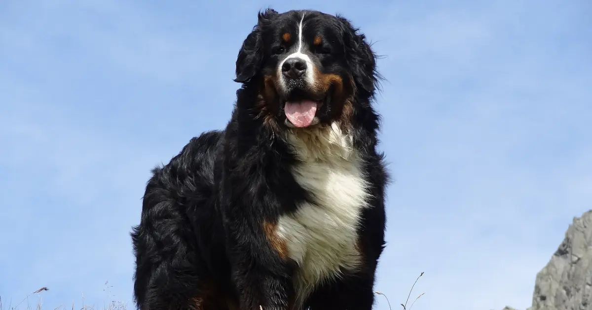 Newfoundland large dog