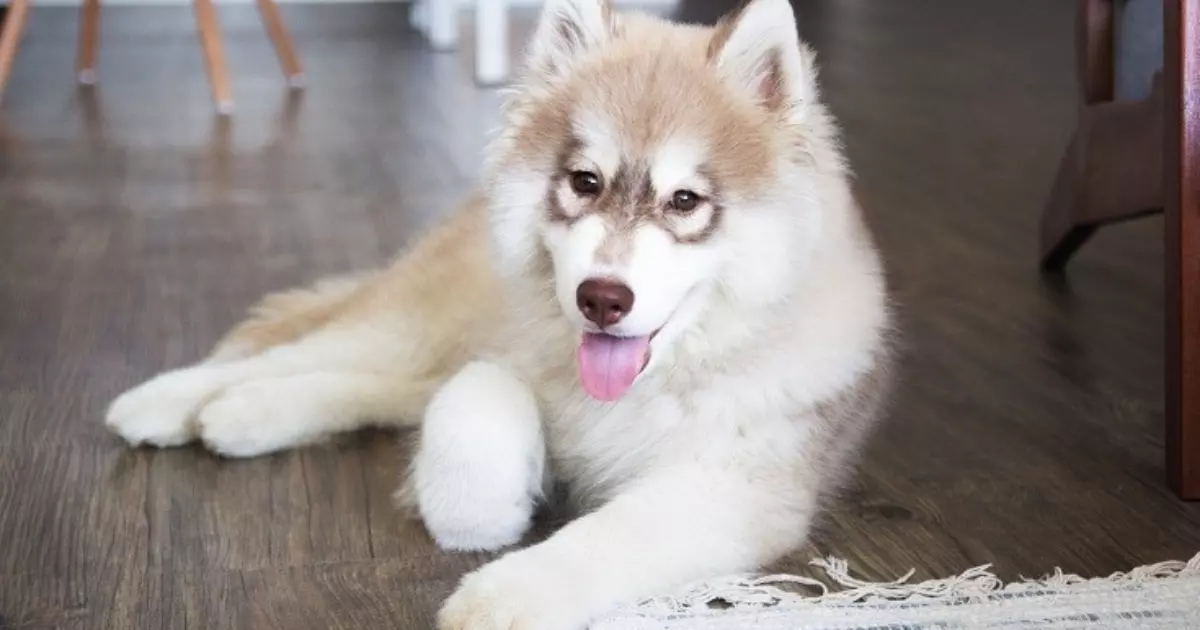 Samoyed Mixes Big White Fluffy Dog Breeds
