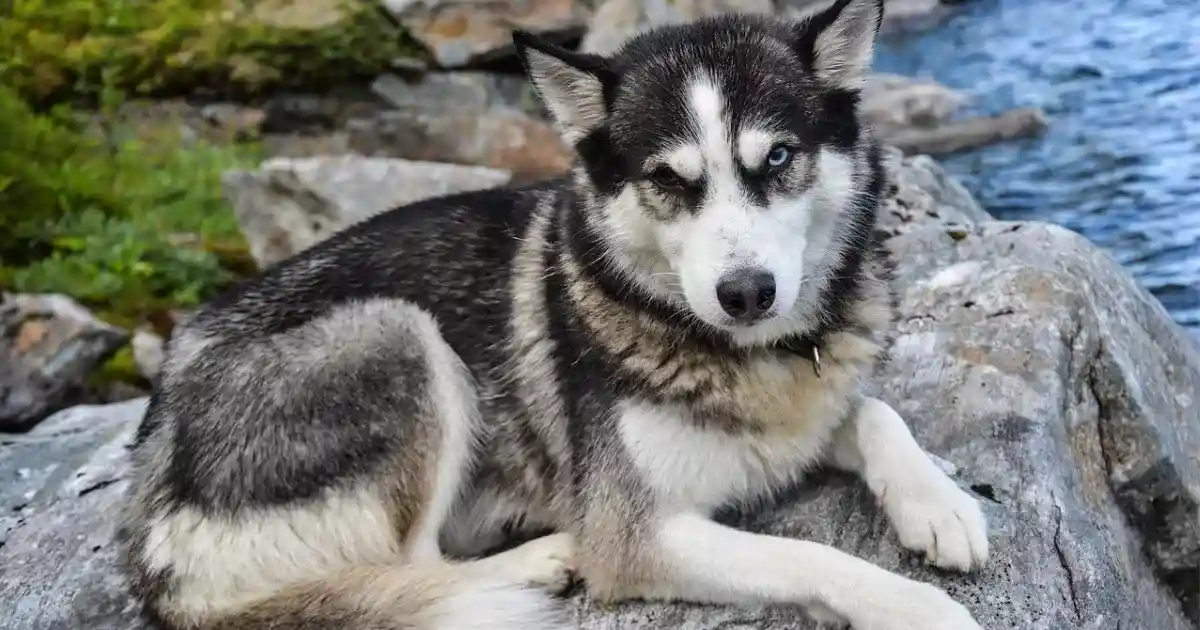 Siberian Husky dog