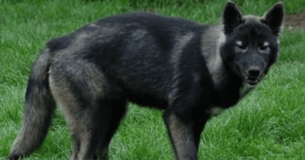 Black Wolf Dog Breeds With Amazing Pictures » Amazing Dog Breeds