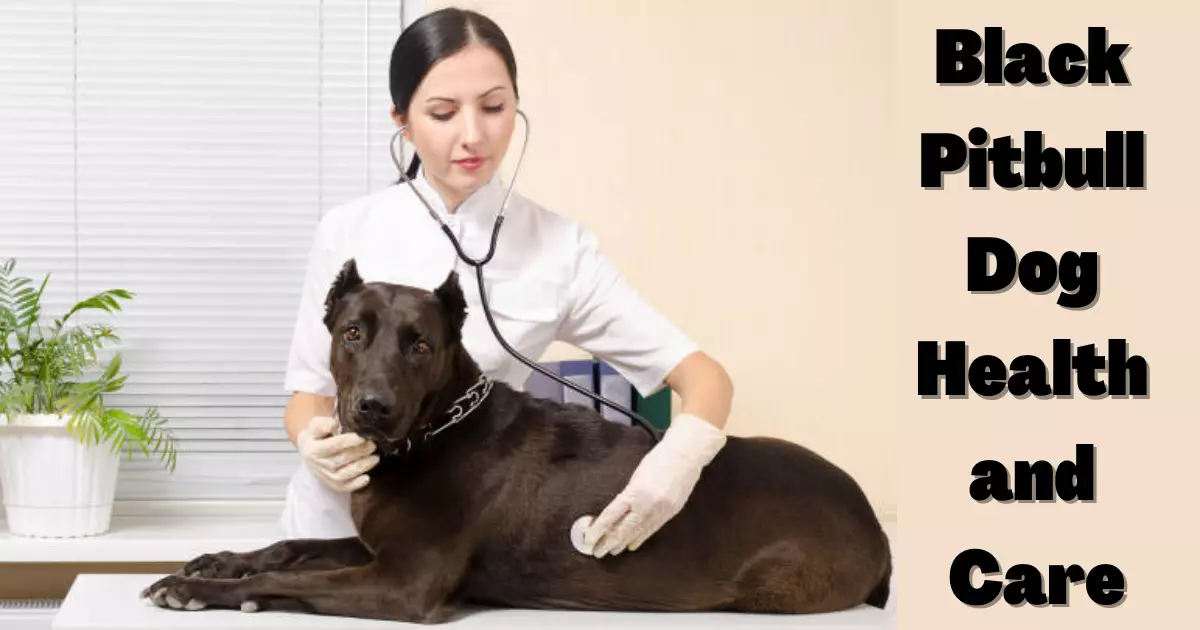 balck pitbull dog Health and Care