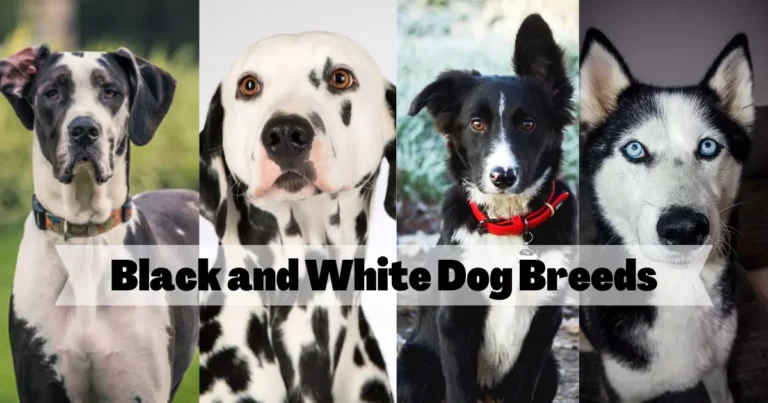 Black and White Dog Breeds