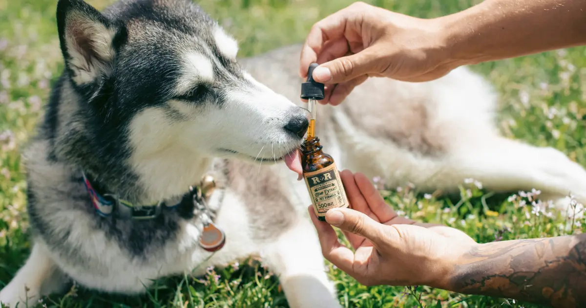 Black Seed Oil for Dogs